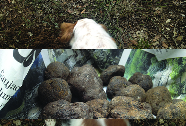 chasse-aux-truffes