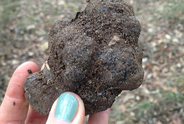 truffe