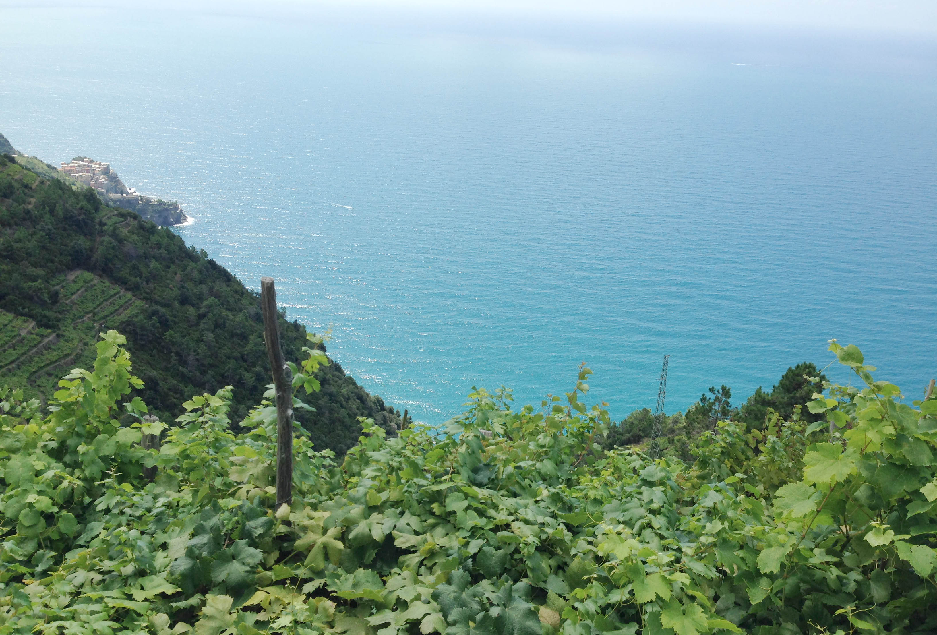 italie-les-cinq-terre-vin