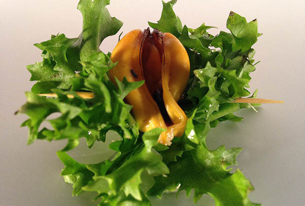 Royale de moules