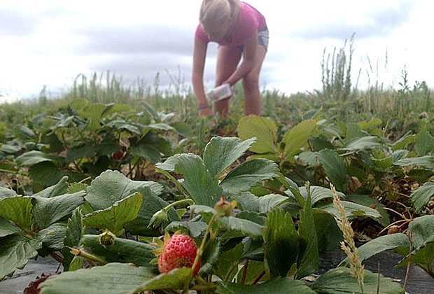 cueillette-fraises-oleron