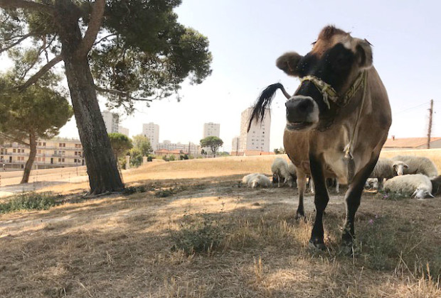 agriculture-urbaine-ferme-de-la-tour-des-pins