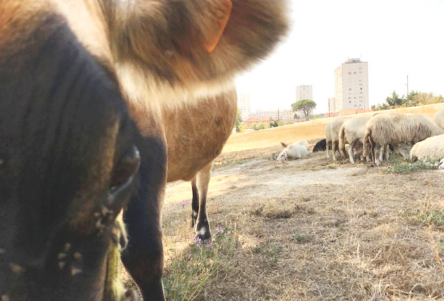 agriculture-urbaine-le-talus-marseille